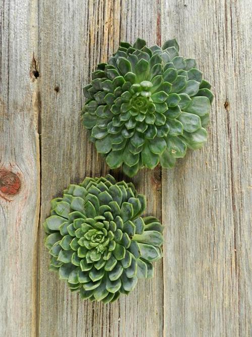 4-6 DIAMETER ASSORTED CUT SUCCULENTS